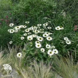 Эхинацея пурпурная Виргин