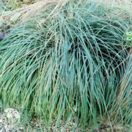 Осока повислая