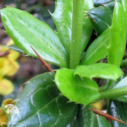 Барбарис бородавчатый