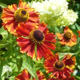 Гелениум Челси