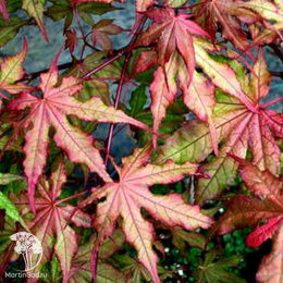 Клен пальмолистный Бейби Чост