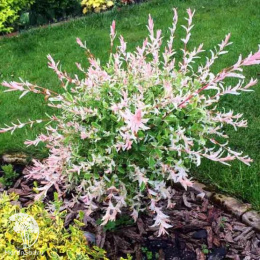 Ива цельнолистная Хакуро-Нишики