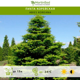 Пихта корейская