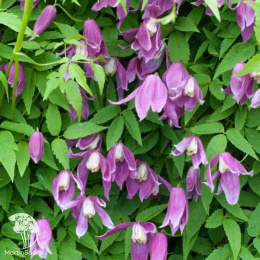 Клематис Констанс