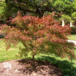 Клён веерный Асахи Зуру