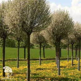 Вишня кустарниковая Умбракулифера на штамбе