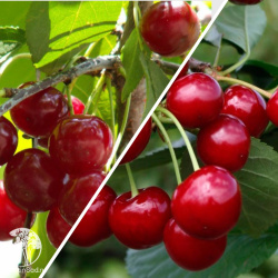 Дерево-сад (Гибрид нескольких сортов)