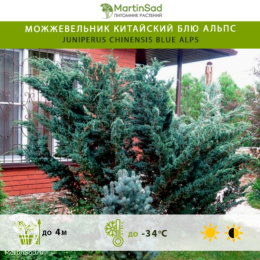 Можжевельник китайский Блю Альпс