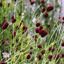 Кровохлёбка Прауд Мэри