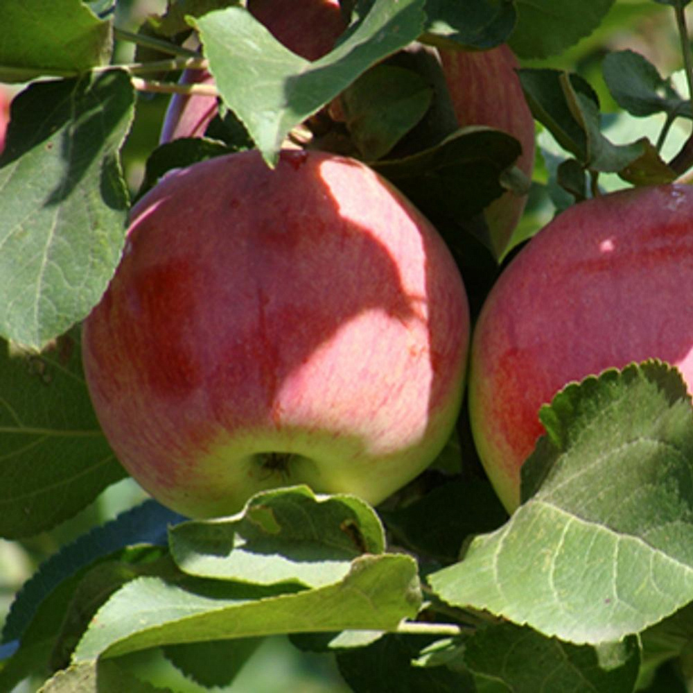 Описание яблони штрифель фото и описание сорта