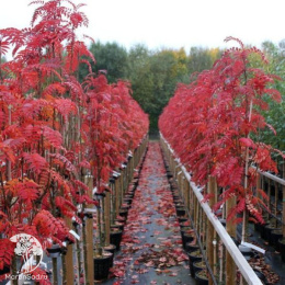 Рябина обыкновенная Отем Спайр