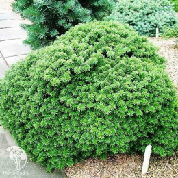 Пихта корейская Цис