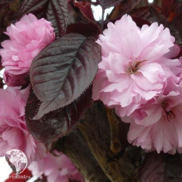 Вишня мелкопильчатая Роял Бургунди