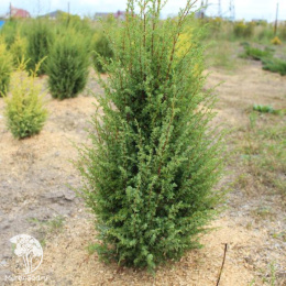 Можжевельник китайский Спартан