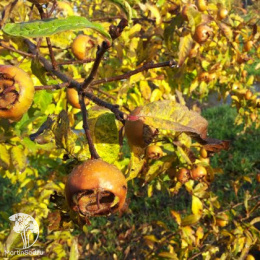 Мишмула германская Вестервальд