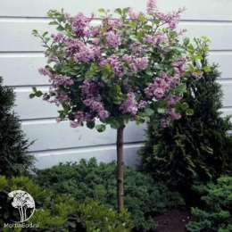 Сирень Мейера Палибин на штамбе