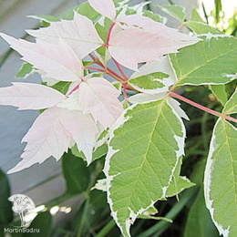 Клён ясенелистный Фламинго на штамбе