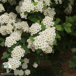 Спирея ниппонская Джун Брайд