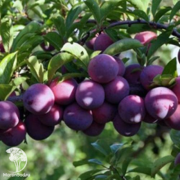 Сверхвыгодный комплект! Алыча Анжелен + опылитель Алыча Путешественница