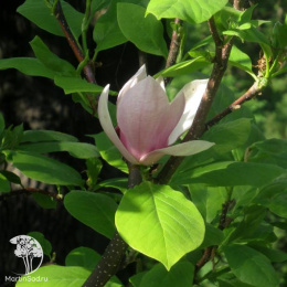 Магнолия суланжа
