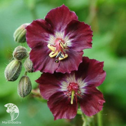 Герань тёмно-бурая