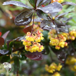 Барбарис оттавский Суперба