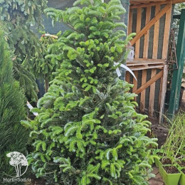 Пихта корейская