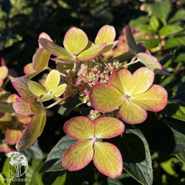 Гортензия метельчатая Пастель Грин