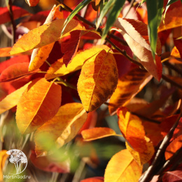 Ирга ольхолистная Гритберри Арома