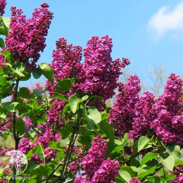 Сирень обыкновенная Конго