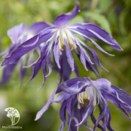 Клематис Блю Сюрпрайз