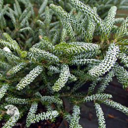 Пихта корейская Сильвер Шоу