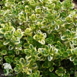 Набор для мяса тимьян Лимон Вариегата + шалфей Карадонна Компакт