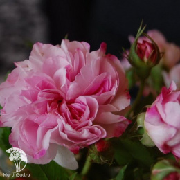 Роза дамасская Блюш Дамаск