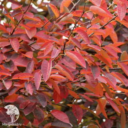 Ирга Ламарка три ствола переплетены в косу