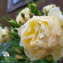 Роза полиантовая Еллоу Фейри