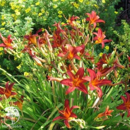 Лилейник Кримсон Пират