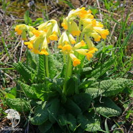 Примула весенняя