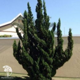 Можжевельник китайский Кайзука