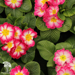 Примула высокая Пиано Роуз Биколор