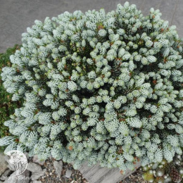 Пихта корейская Когоутс Айсбрекер