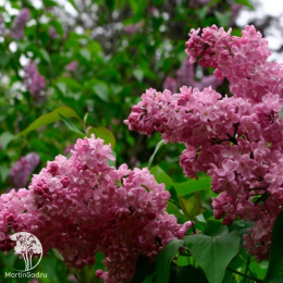 Сирень обыкновенная Жемчужина