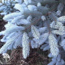 Ель колючая Шовенхорст