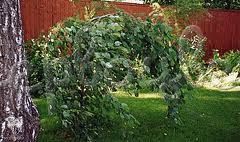 Ольха серая Монстроза