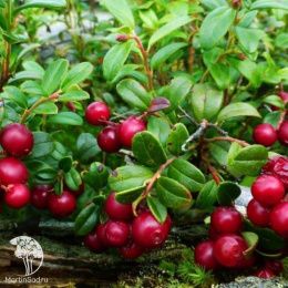 Брусника Рубин