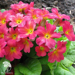 Примула Юлии