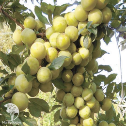 Сверхвыгодный комплект! Алыча Найдена + опылитель Алыча Мара