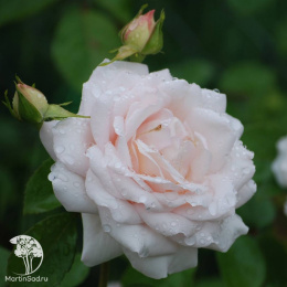 Роза Мартин Гийо