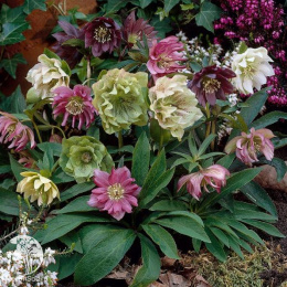 Морозник махровый в ассортименте