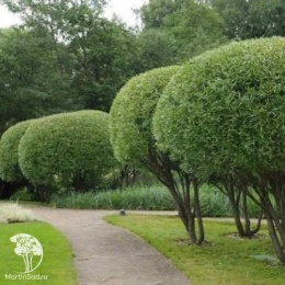 Ива ломкая Булата